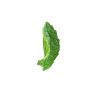 shape